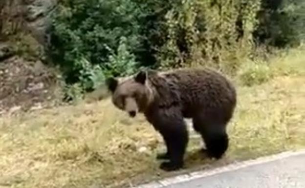 La osa herida que deambulaba entre Proaza y Teverga ya está a salvo
