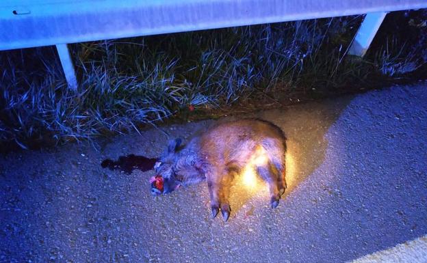 Atropellan a cinco jabalíes a la entrada de Oviedo
