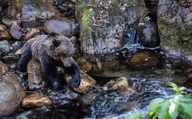 La osa hallada en el río Teverga murió por graves lesiones en las patas