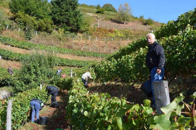 'Chicote' vendimia incluso con niebla