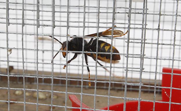 Valdés, Tineo y Navia concentran la mitad de las reinas de avispa asiática capturadas