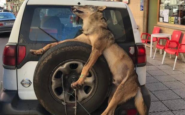 El peculiar traslado de un lobo abatido en Allande por los guardas del Principado