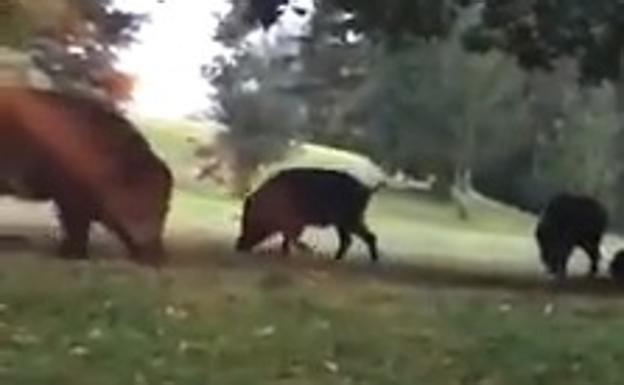 Los jabalíes campan a sus anchas por el Parque de Invierno de Oviedo