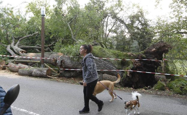 Uno de los roblones de Deva se desploma sobre la carretera