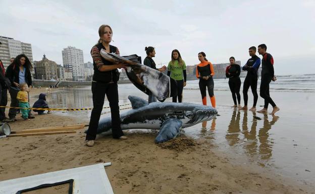 «Si ves un delfín varado, no te hagas el héroe y llama al 112», advierten en Gijón los expertos