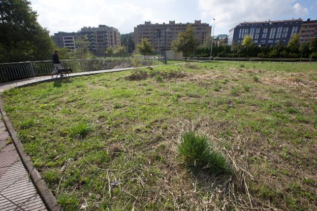 Parques y Jardines debilita el nacimiento del plumero de la Pampa con siegas periódicas