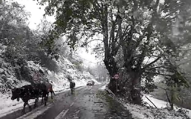 «Es complicado llegar y también lo es trabajar», alerta el personal sanitario