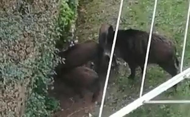 Los jabalíes vuelven a San Lázaro