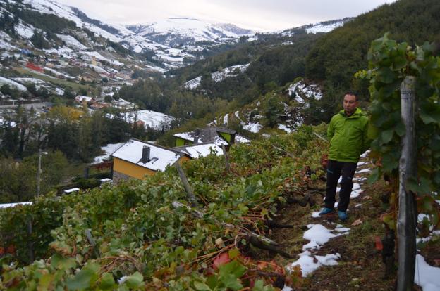 Vides, manzanos y castaños, «los más perjudicados por el peso de la nieve en sus ramas»