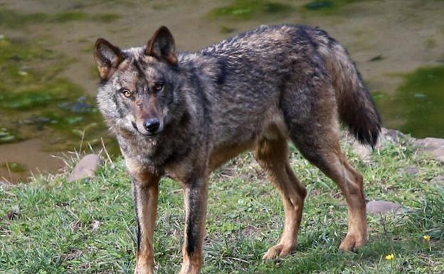 El lobo regresa a la Sierra del Sueve