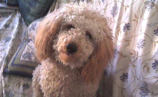 El día en que la caída de un caniche provocó la muerte de tres personas