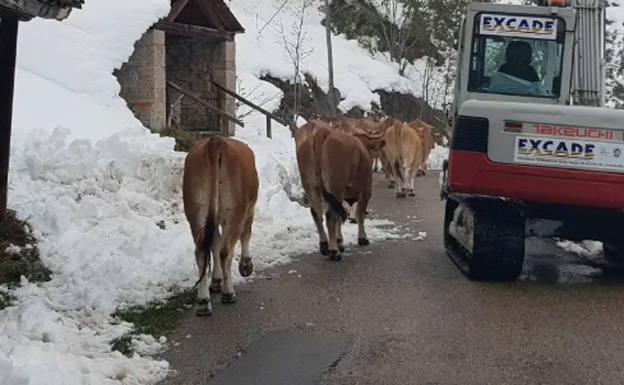 Final feliz para 46 vacas atrapadas en la nieve en Somiedo