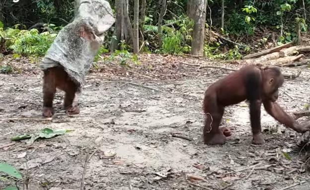 Vídeo: El divertido orangután que juega a ser un fantasma
