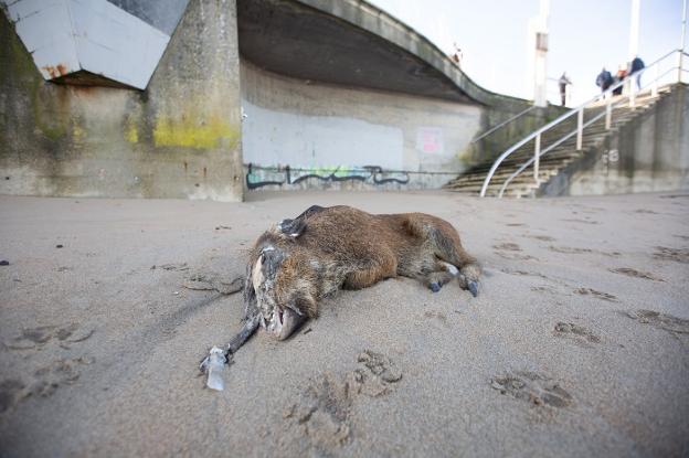 Aparece un jabalí muerto en la arena de la playa de Salinas