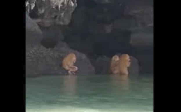 Halladas unas 'extrañas criaturas' en una playa de Tailandia realizando un ritual