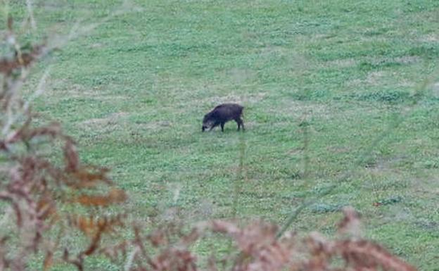 La plácida jornada de un jabalí en Avilés