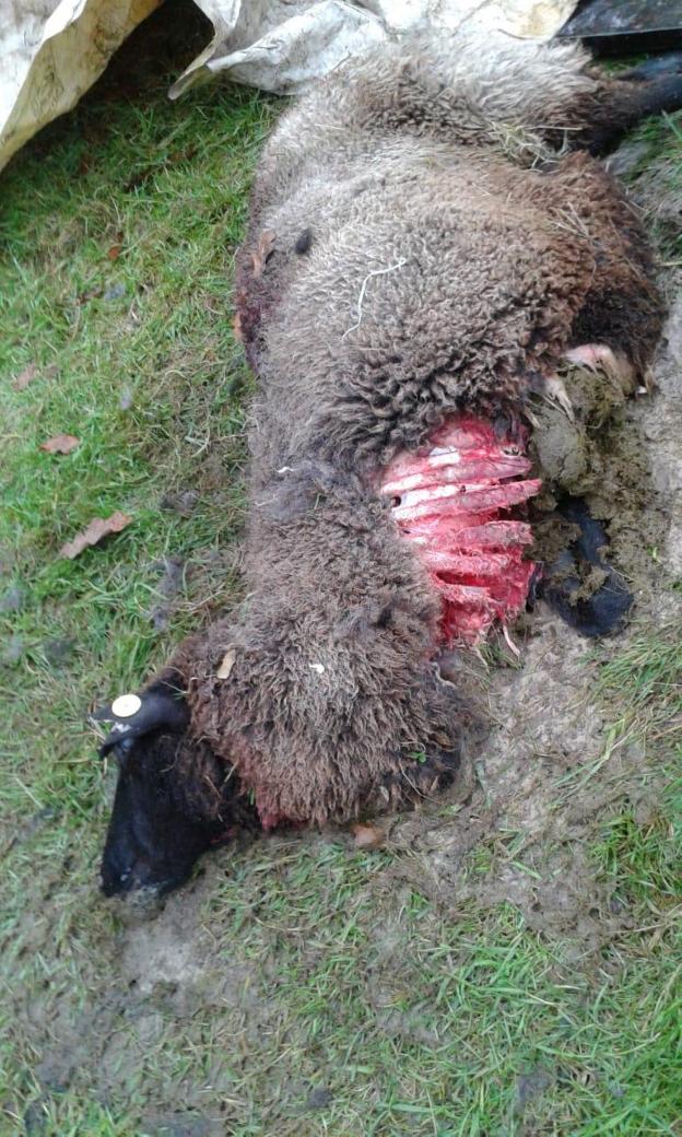 Un nuevo ataque del lobo en Nava deja dos ovejas muertas y cinco heridas