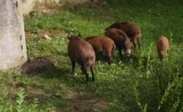 La Policía Local de Oviedo perseguirá a quien alimente a jabalíes en el municipio