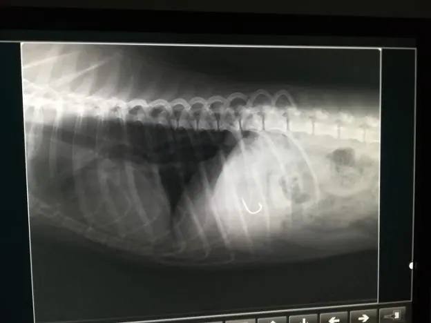 RadiografÃ­a del perro tras haber ingerido el anzuelo. / E. C.