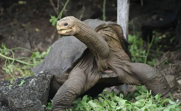 Otín encuentra en las tortugas gigantes de las Galápagos las claves de la vejez