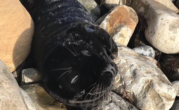 Aparece una foca varada en el pedrero de Tazones