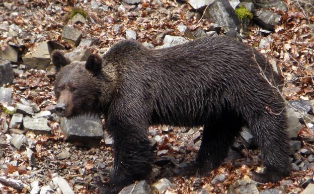 Las necropsias descartan el disparo como la causa de la muerte de tres osos en Castilla y León