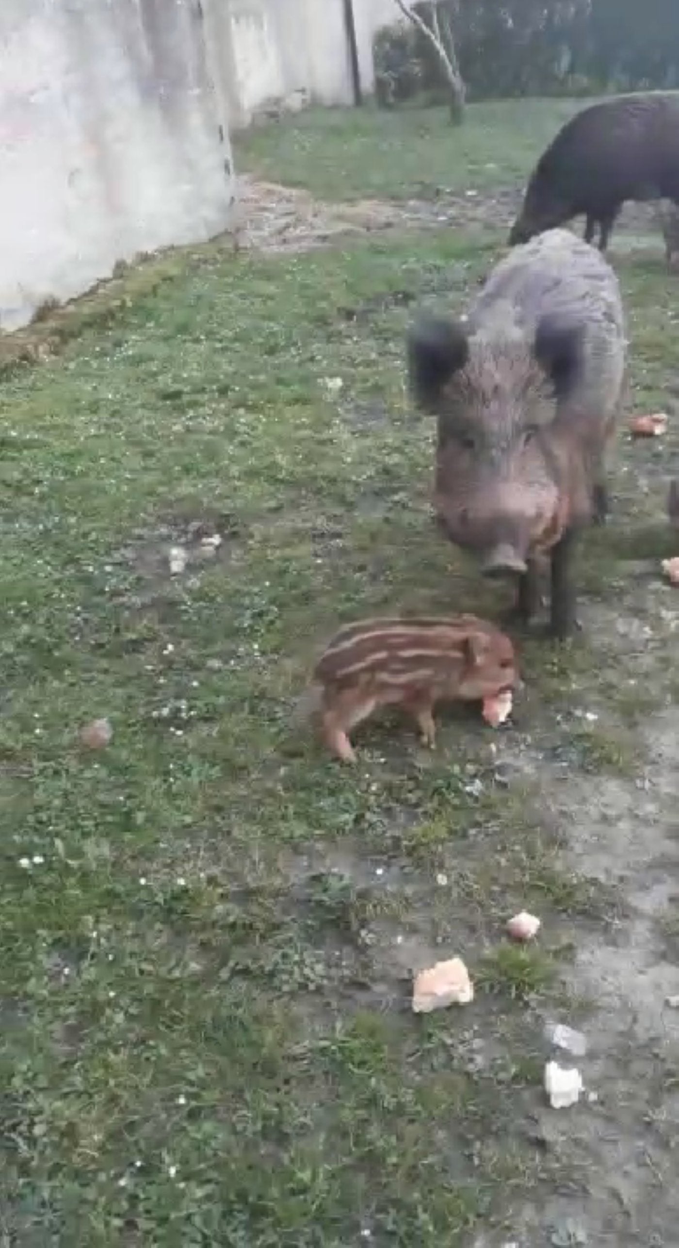 Expedientan a una vecina por alimentar a jabalíes en Oviedo