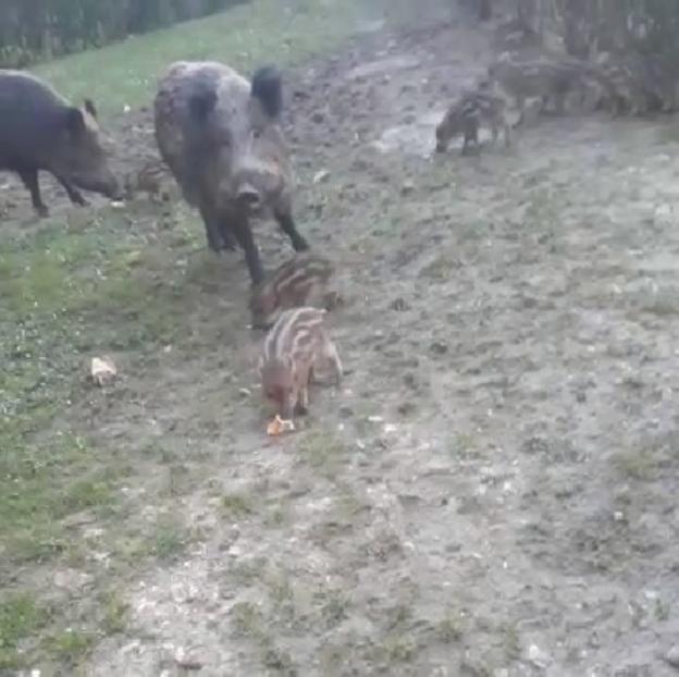 La plataforma Proanimales niega que alimentase a los jabalíes en San Lázaro