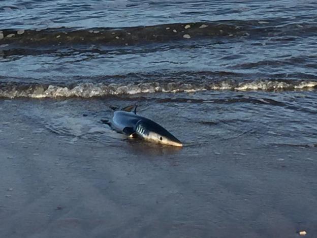 Devuelven al mar a un tiburón varado en la playa de Salinas