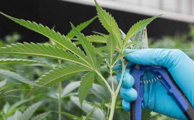 Intervenidas 1.590 plantas de marihuana en un chalé de Lugones