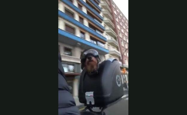 Tato, el simpático perro que pasea en moto por Gijón