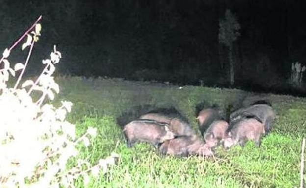 Los cazadores se oponen a que una empresa controle a los jabalíes en el vertedero