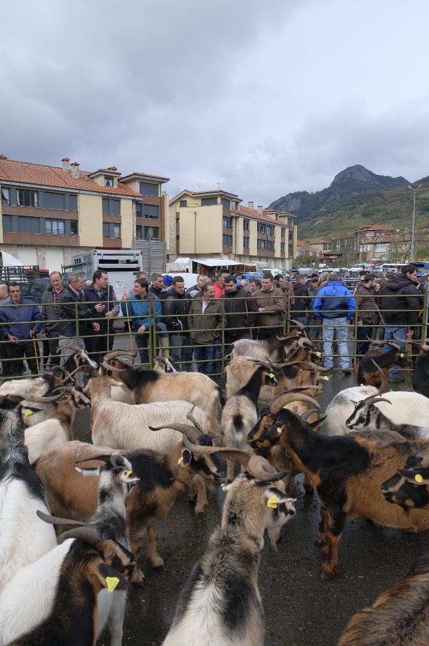 Acusan a un hombre de violar cabras en una granja de Almería