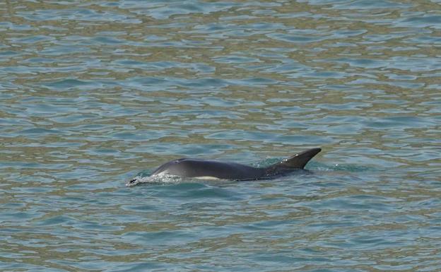 Aparece un delfín en la costa de Llanes