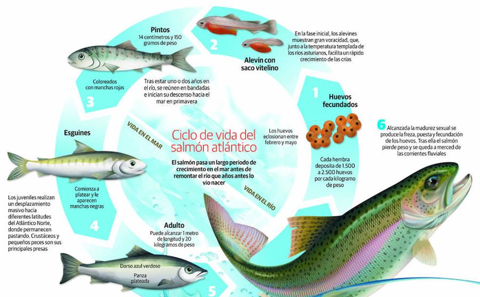 El Campanu, el primer salmón en los ríos asturianos