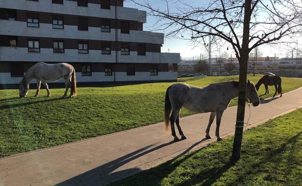 Un grupo de caballos campa a sus anchas por calles de Gijón