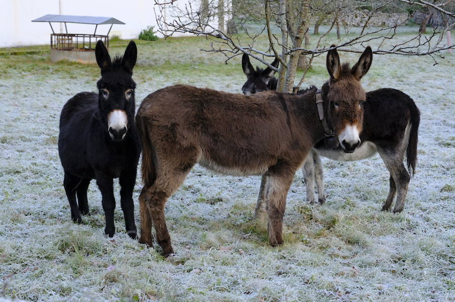 Las fuertes heladas cubren el Oriente de blanco