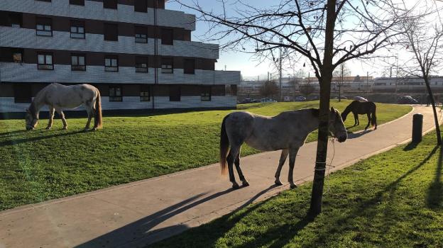 Varios caballos, de paseo por El Cerillero