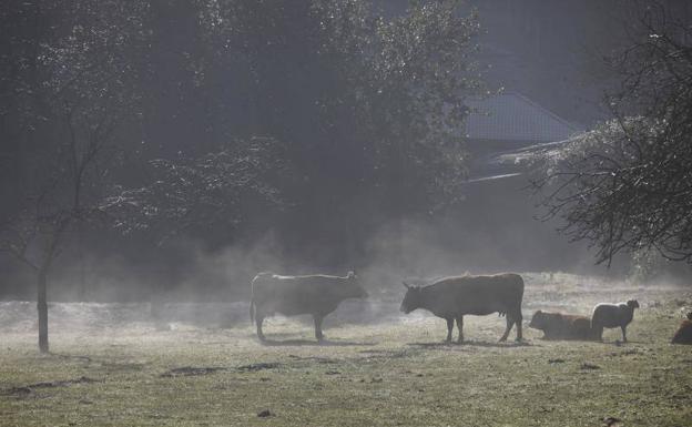 Los efectos del frío polar se notarán en Asturias a partir de mañana