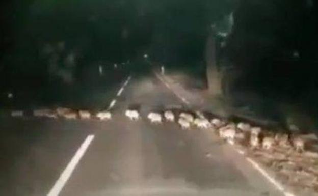 Cuidado en la carretera: papá jabalí, mamá jabalí y sus 30 crías