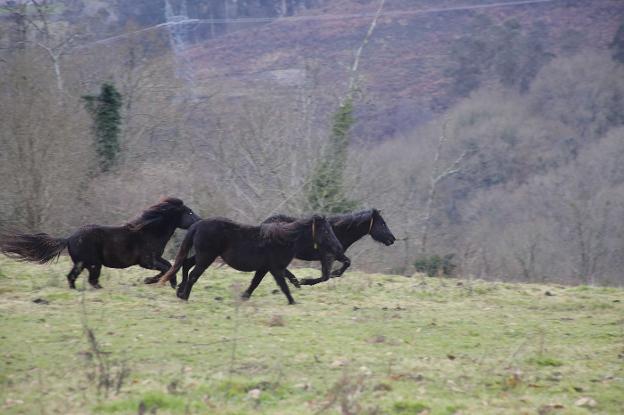 El paraíso piloñés de los asturcones