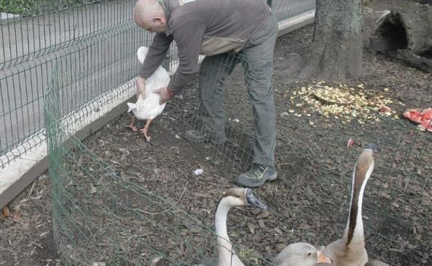 60 aves fueron robadas en 2018 del parque de Isabel la Católica