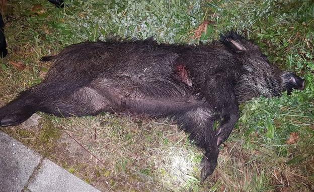 La Policía abate en Gijón a un jabalí que intentó embestir a varios vecinos