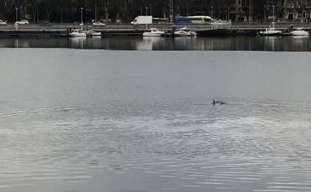 Los delfines surcan la ría de Avilés hasta el Niemeyer