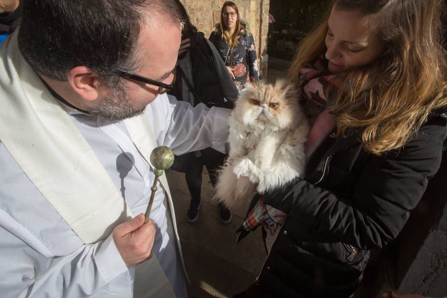 Llaranes, La Magdalena y la ermita de Taborneda bendicen animales domésticos por San Antón