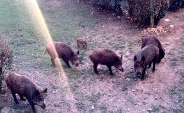La Policía Local localiza a cuatro personas dando de comer a siete jabalíes en Oviedo
