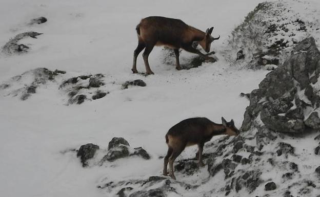 Un grupo de rebecos, disfrutando de la nieve en Somiedo