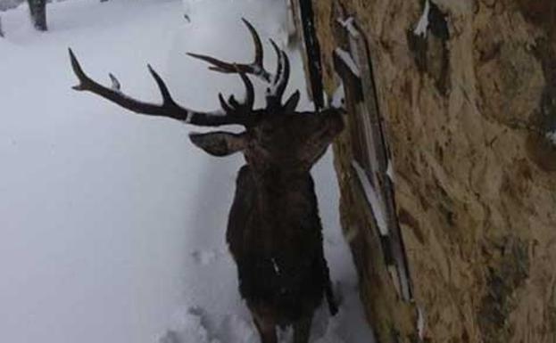 Un venado, visitante ilustre de Prioro, en León