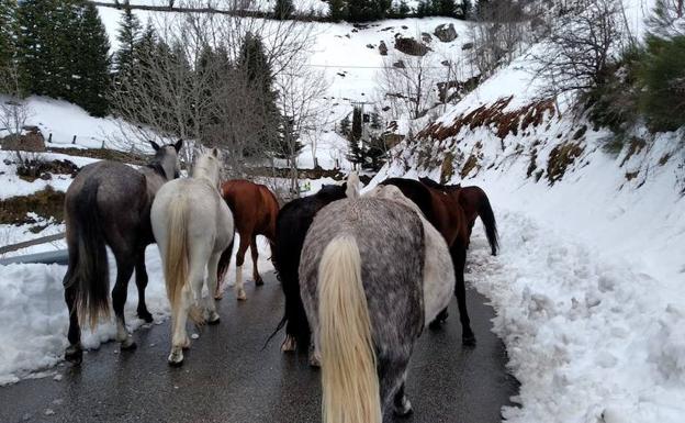 La nieve obliga a trasladar a dieciocho caballos en Somiedo