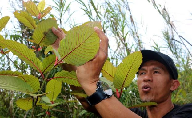 Se dispara la demanda de kratom: ¿droga o medicamento?